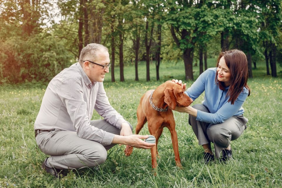 Musculoskeletal Care For Dogs As They Age: What Most Dog Parents Get Wrong